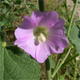 Alcea rosea